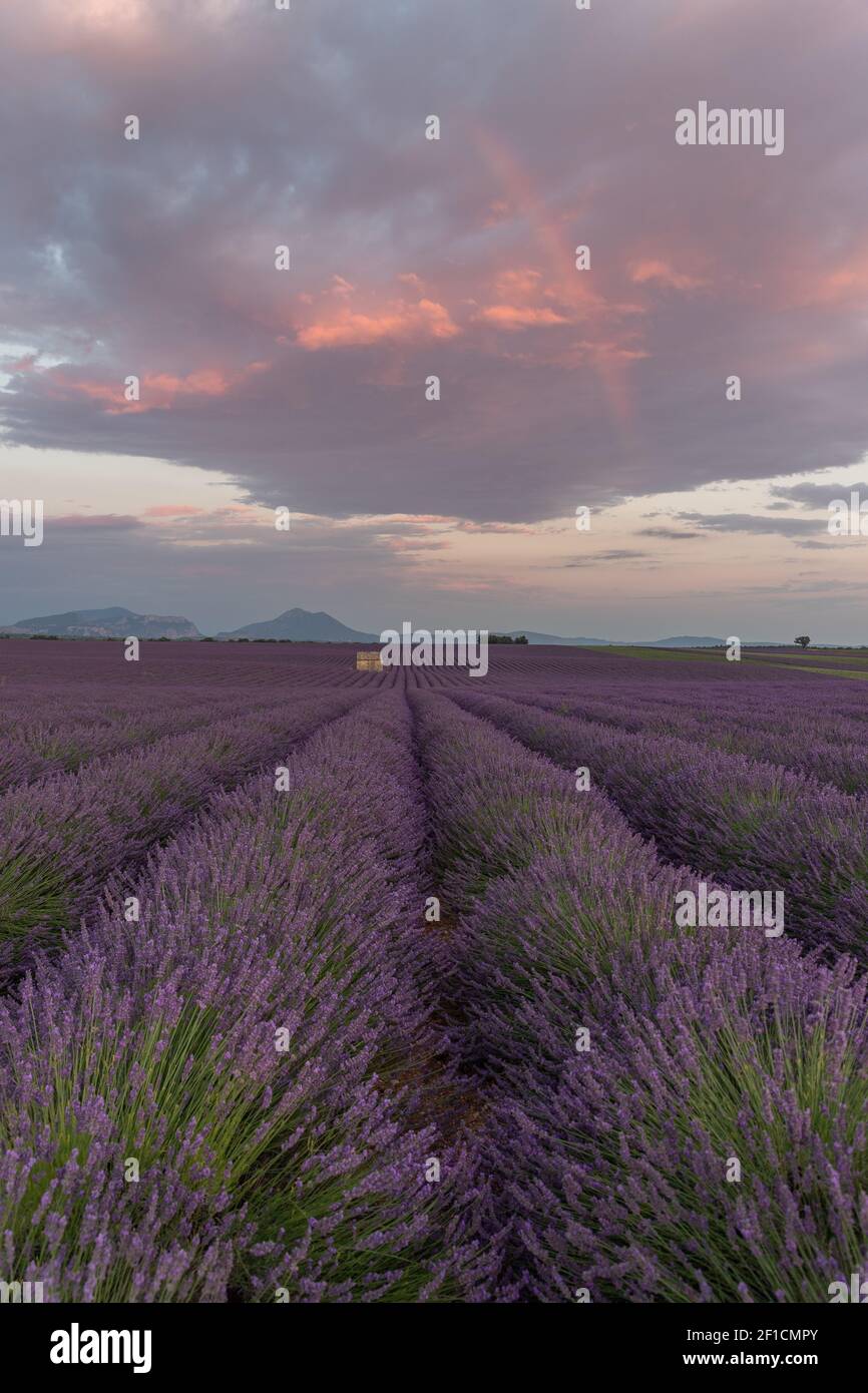 De beaux champs de lavande pourpres avec une ancienne hutte en pierre en Provence en France, en Europe Banque D'Images