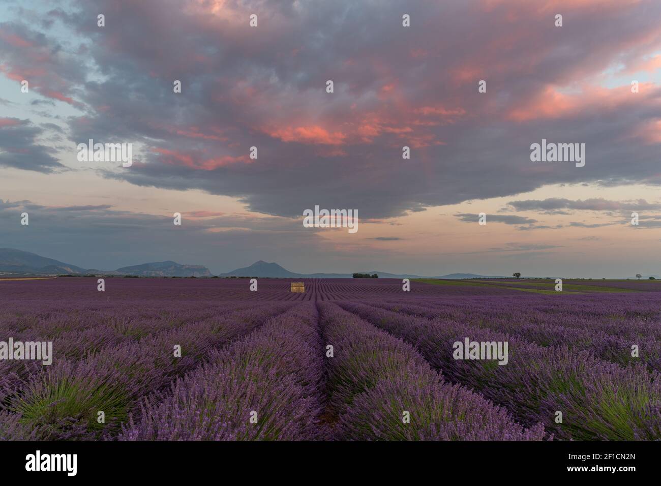 De beaux champs de lavande pourpres avec une ancienne hutte en pierre en Provence en France, en Europe Banque D'Images