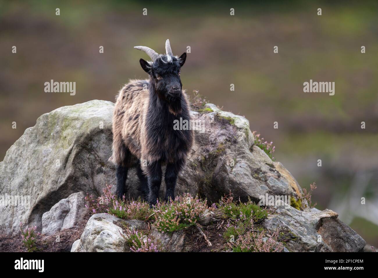 Chèvre sauvage (Capra hircus), Kielder, Redesdale, Northumberland Banque D'Images