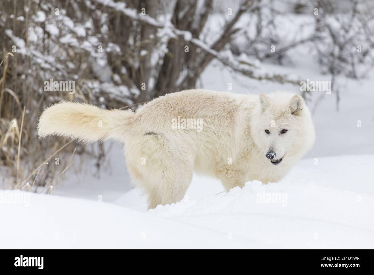 Loup arctique dans la neige Banque D'Images