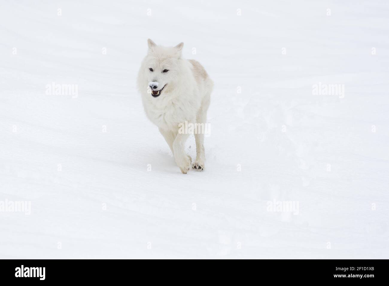 Loup arctique dans la neige Banque D'Images