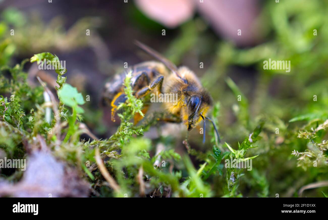 A Honey Bee (APIs mellifera) rampant à travers l'herbe et la mousse au début du printemps à Sussex, Angleterre, Royaume-Uni. Banque D'Images