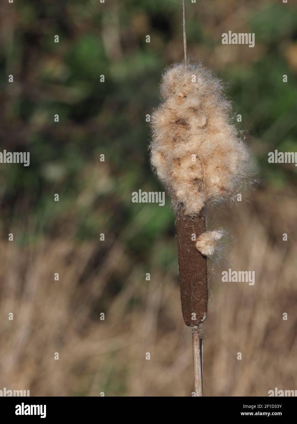 Reed mace Banque D'Images