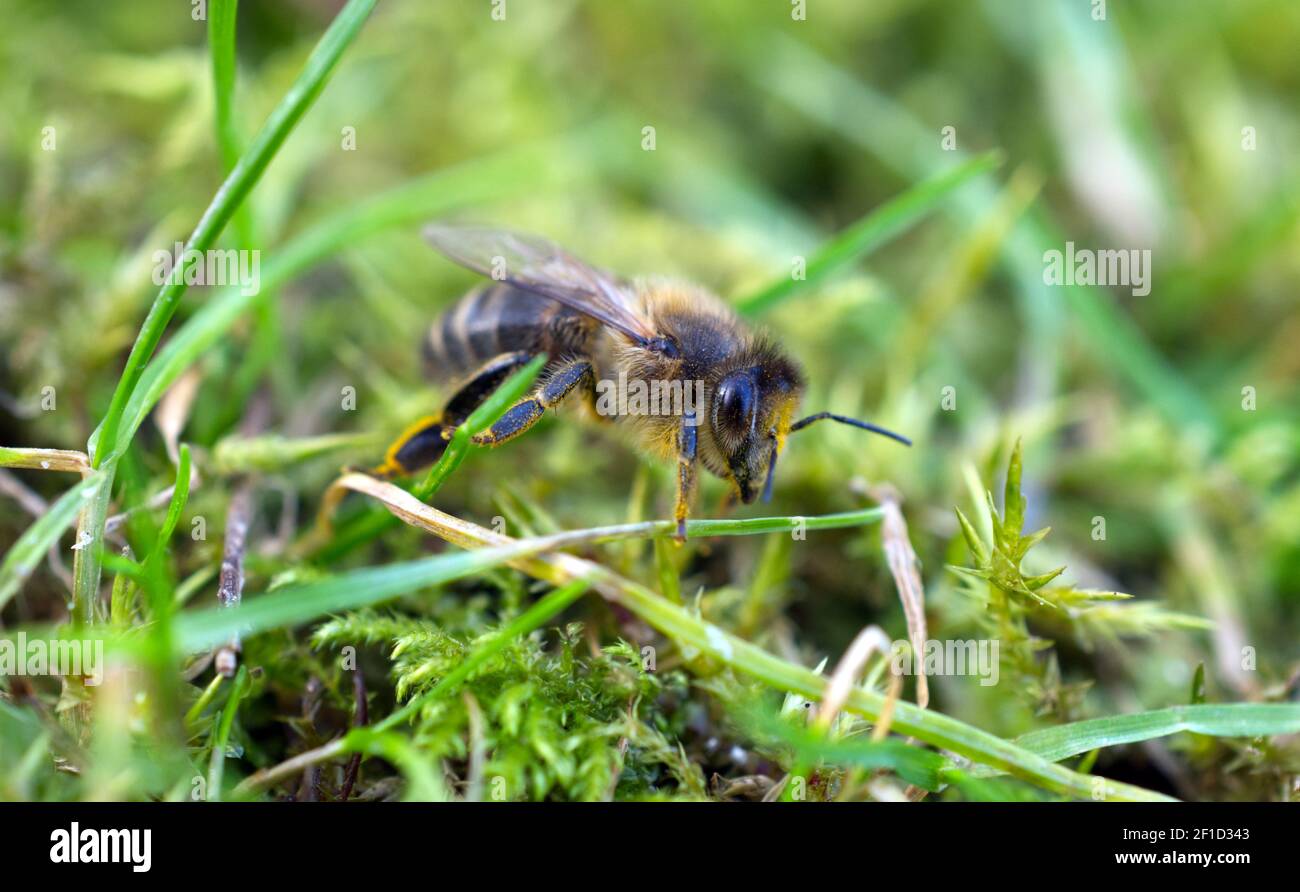 A Honey Bee (APIs mellifera) rampant à travers l'herbe et la mousse au début du printemps à Sussex, Angleterre, Royaume-Uni. Banque D'Images