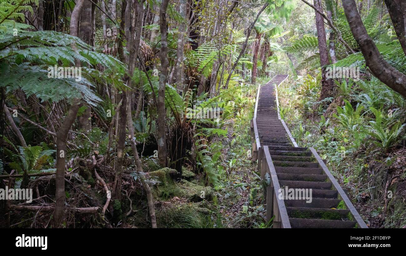Escalier menant à travers la forêt dense / jungle. Photo réalisée sur l'île Stewart (Rakiura), Nouvelle-Zélande Banque D'Images