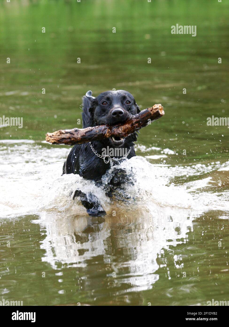 Un chien noir joue avec un bâton dans l'eau. Banque D'Images