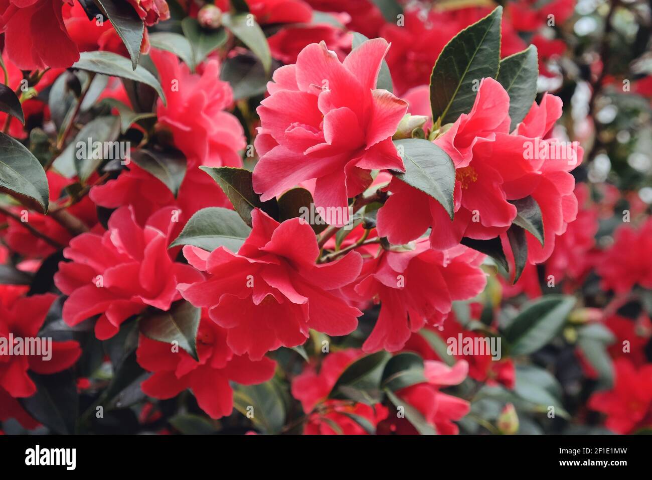 Camellia rouge 'Freedom Bell' en fleur Banque D'Images