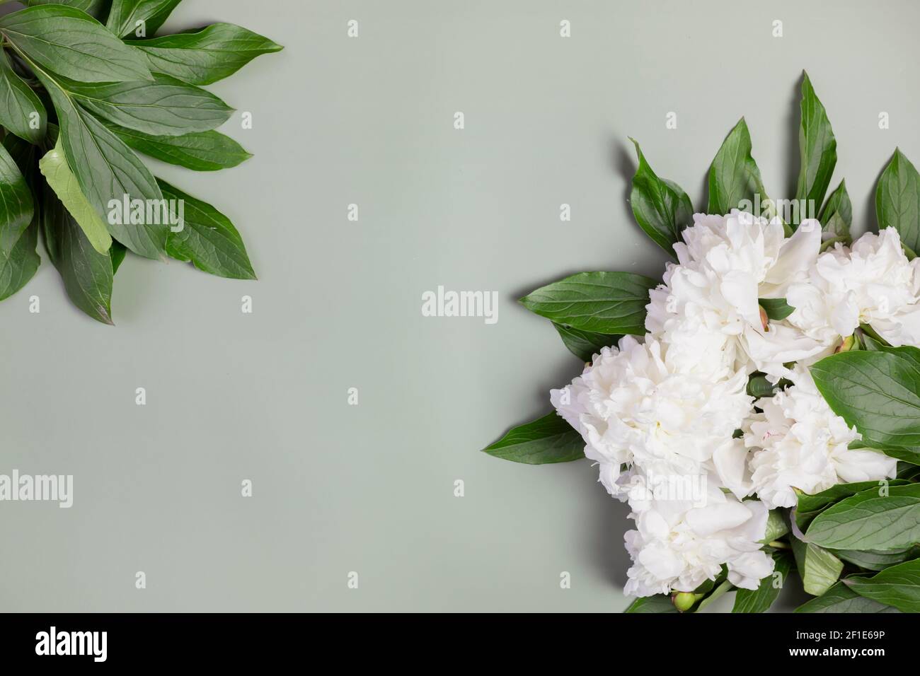 Belle fleur de pivoine blanche sur vert. Gros plan. Fond floral pour carte  postale, lettrage, peinture, carte de mariage, bannière, fleuriste Photo  Stock - Alamy