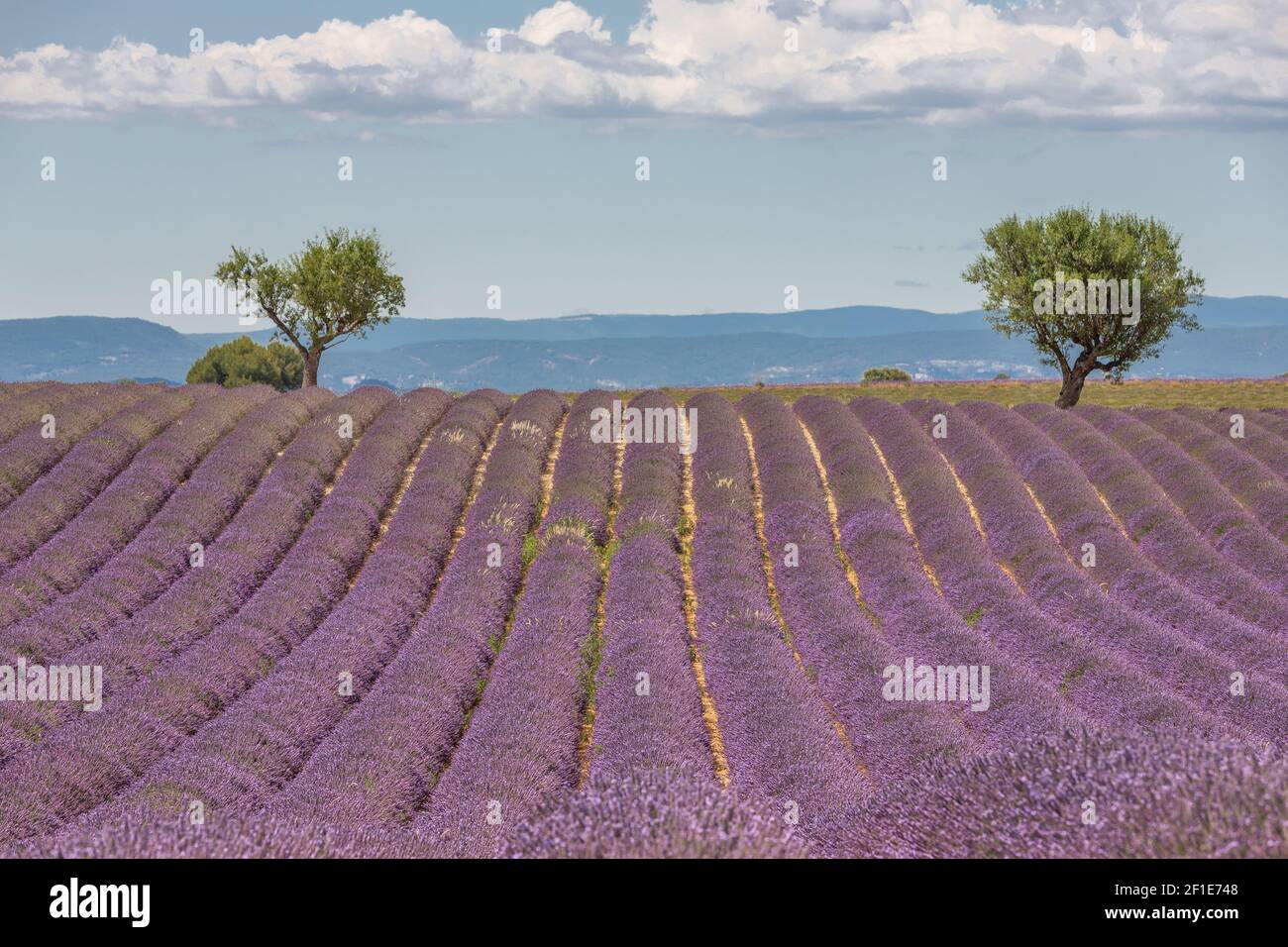 Arbres verts sur champs de lavande pourpres en provence en France, Europe Banque D'Images
