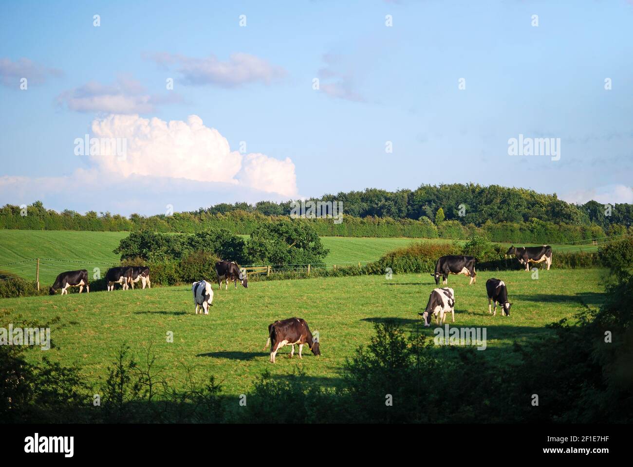 Vaches qui paissent en campagne, Nr.Ashby De La Zouch, Leicestershire, Angleterre, Royaume-Uni Banque D'Images