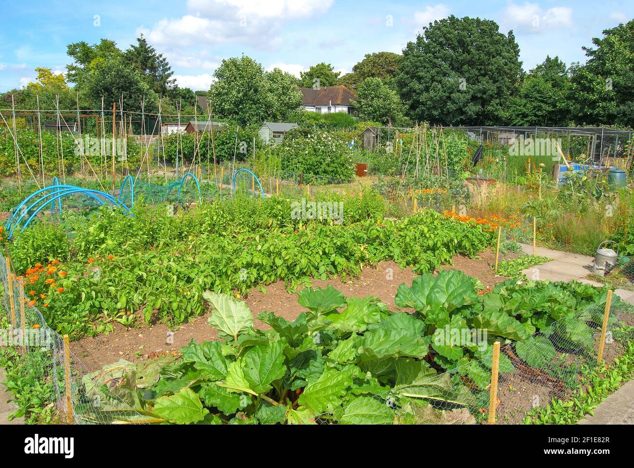 Parcelle de jardin allotissement, Hampshire, Angleterre, Royaume-Uni Banque D'Images