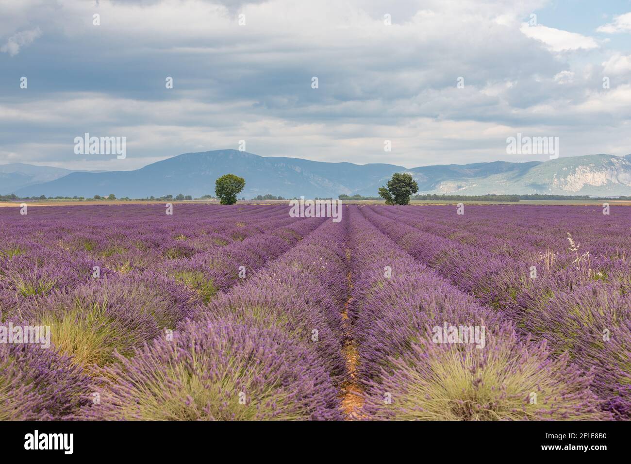 Arbres verts sur champs de lavande pourpres en provence en France, Europe Banque D'Images