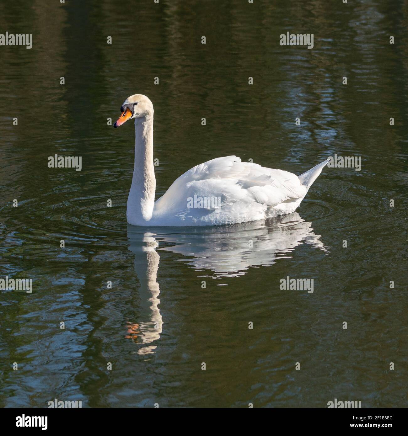 Cygne dans l'eau d'une rivière avec un très courant faible Banque D'Images