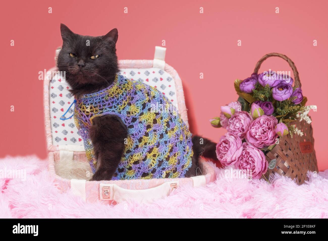 chat noir adulte en valise sur fond rose avec fleurs Banque D'Images