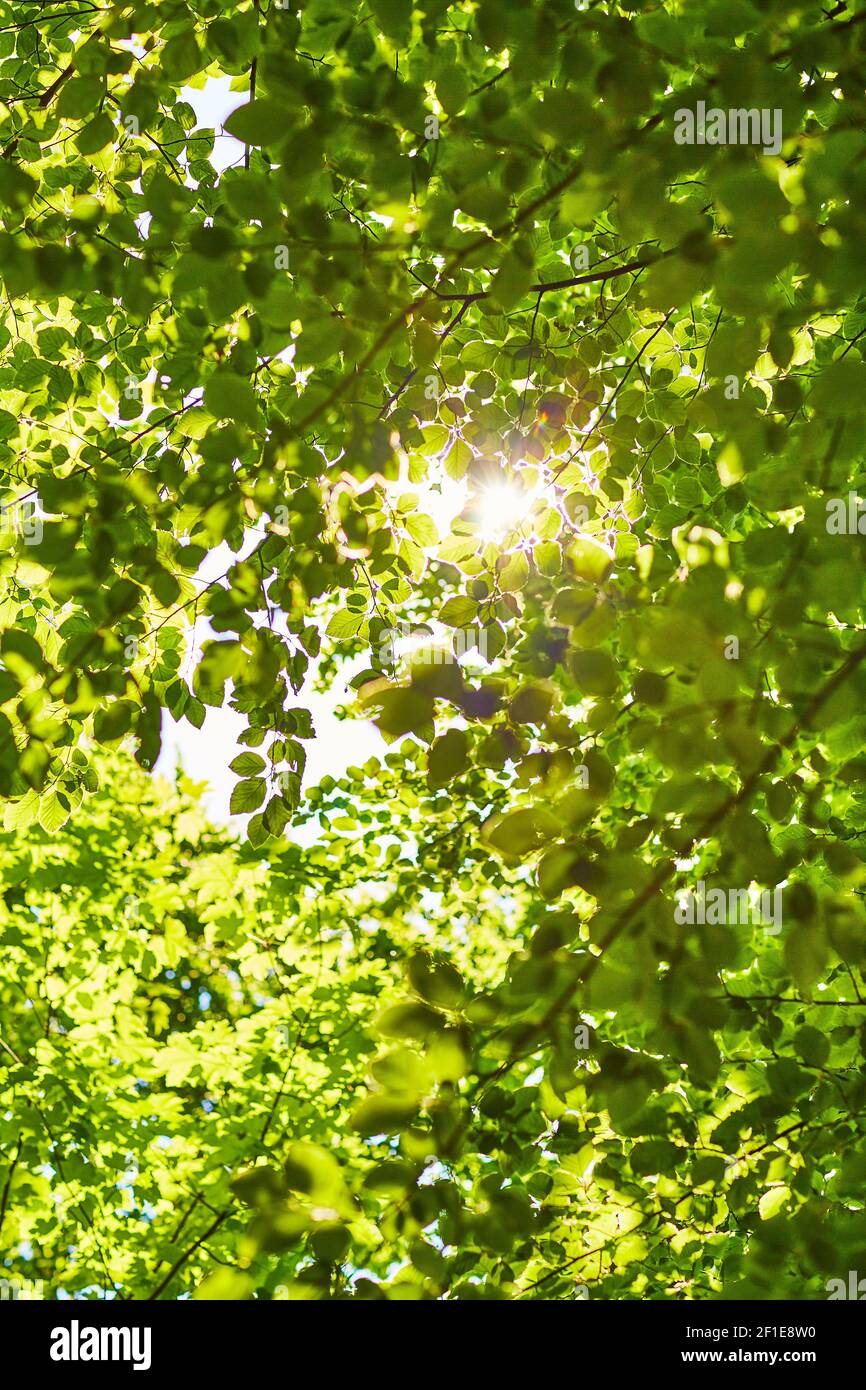 Feuilles de hêtre sur un arbre avec lumière du soleil traversant Banque D'Images