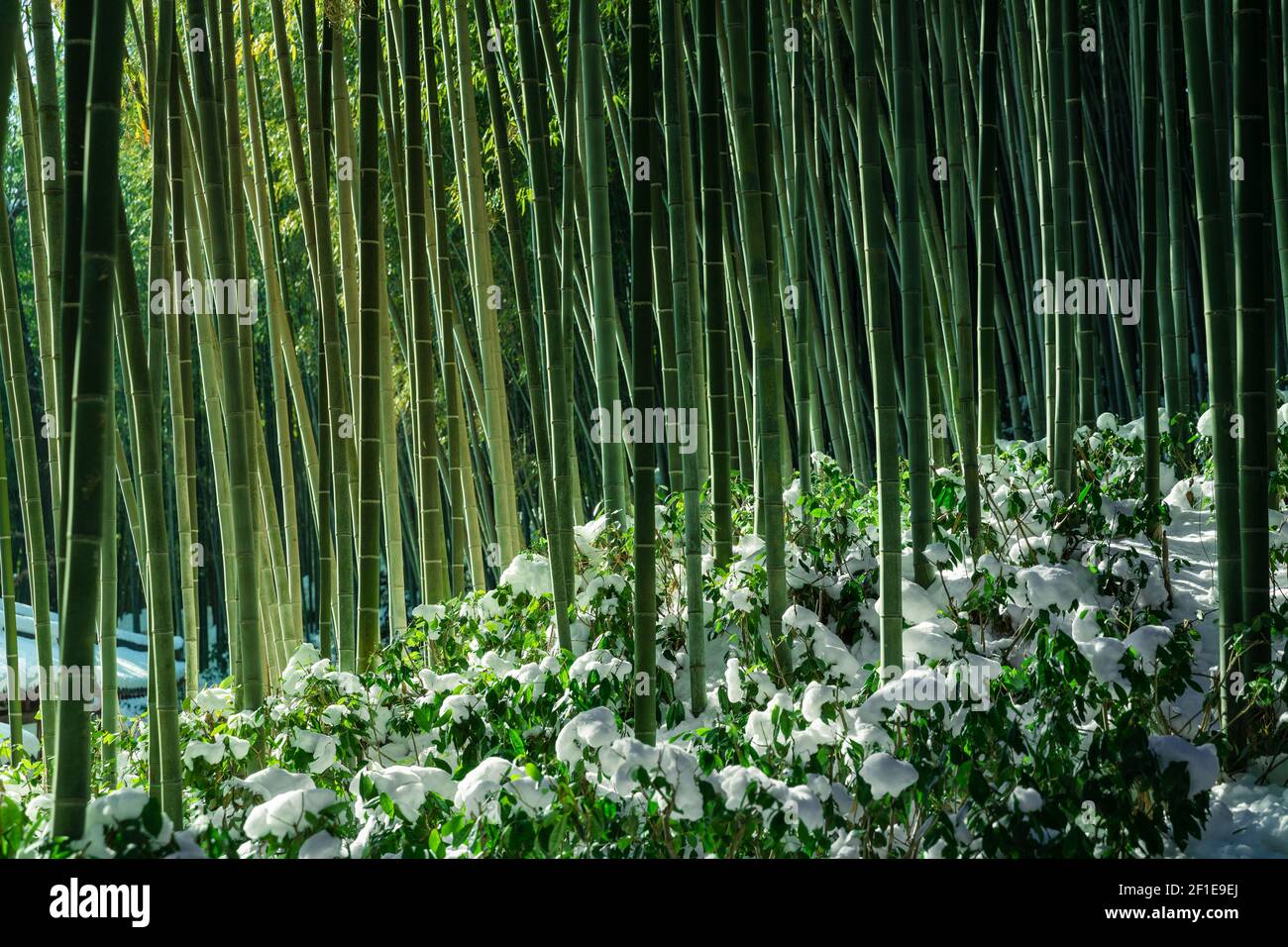 Troncs de la forêt de bambous à proximité dans la forêt de bambous enneigée de Damyang. Jeollanam-do, Corée du Sud. Banque D'Images