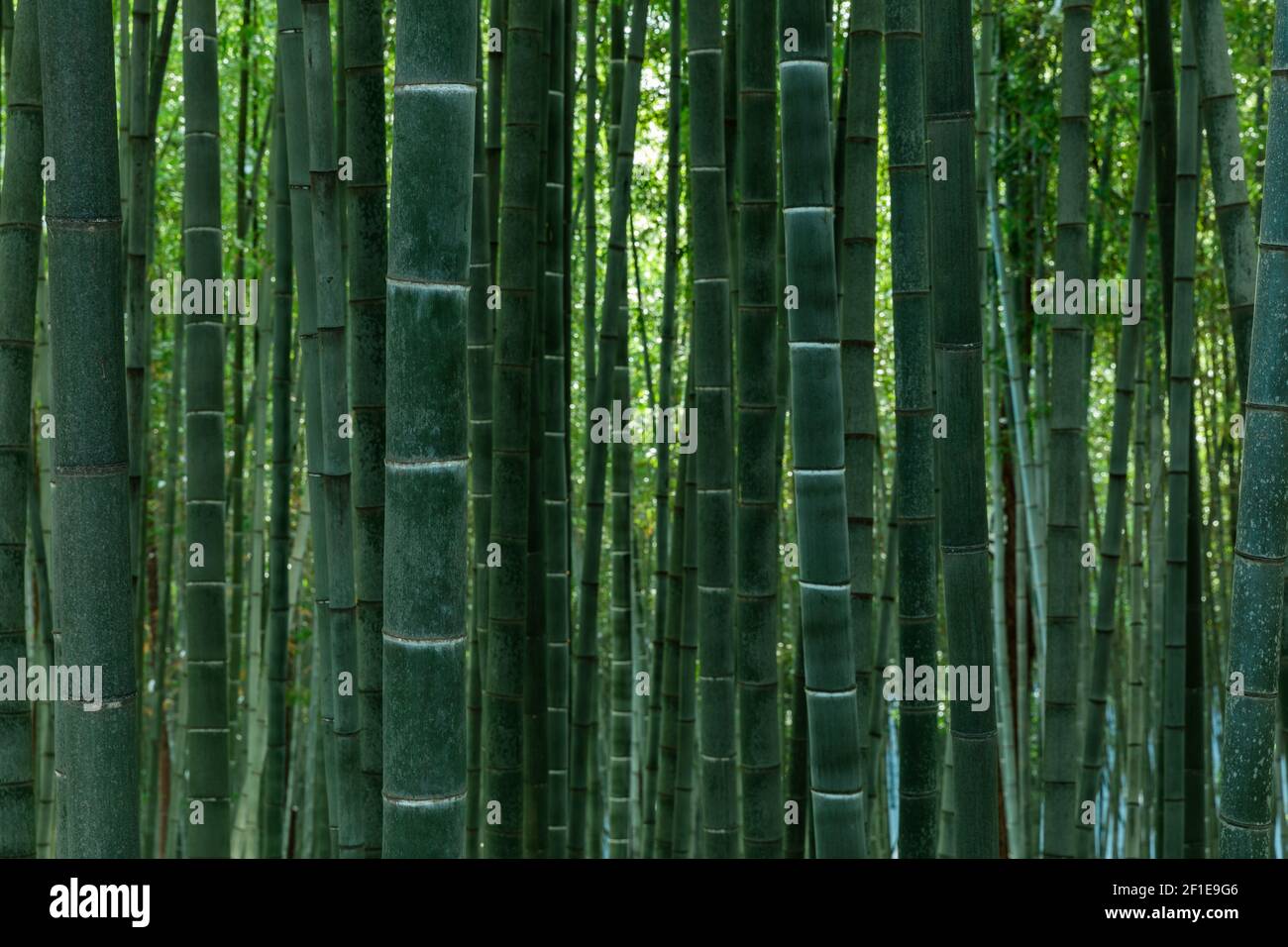 Troncs de la forêt de bambou à proximité à la forêt de bambou de Damyang. Jeollanam-do, Corée du Sud. Banque D'Images