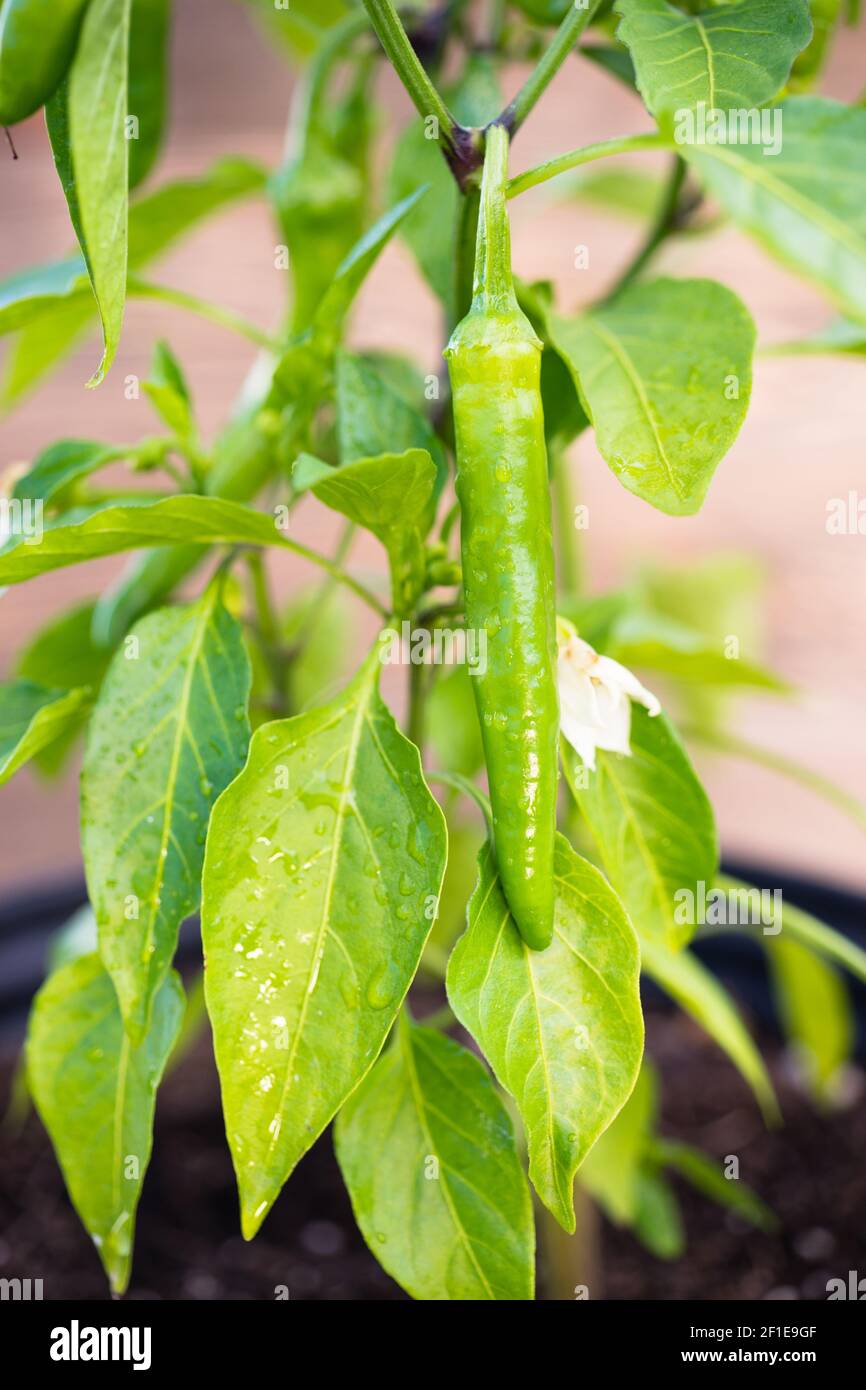 Légume vert long Banana Pepper Plant en pot Banque D'Images