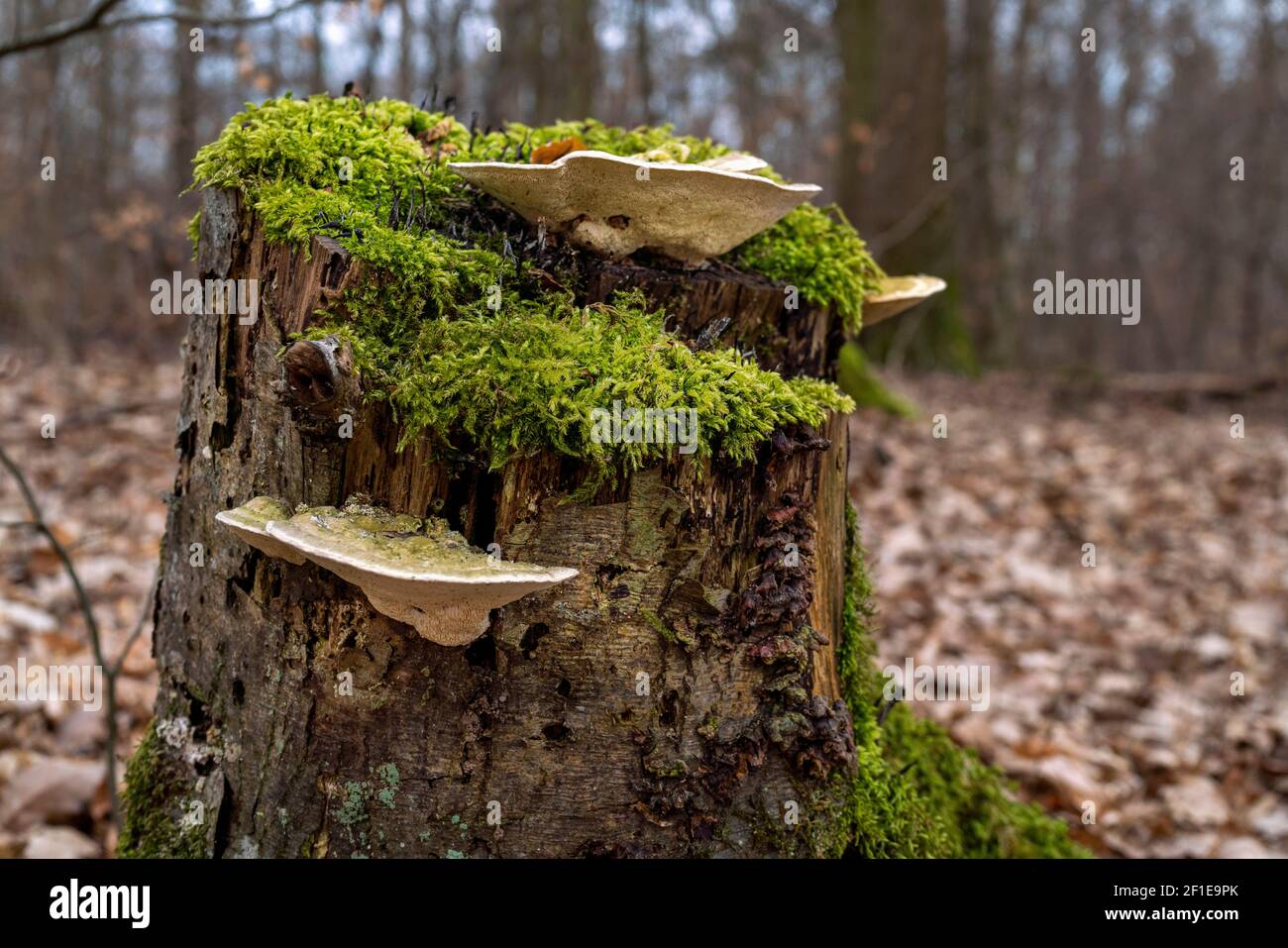 Champignons sur une souche recouverte de mousse Banque D'Images