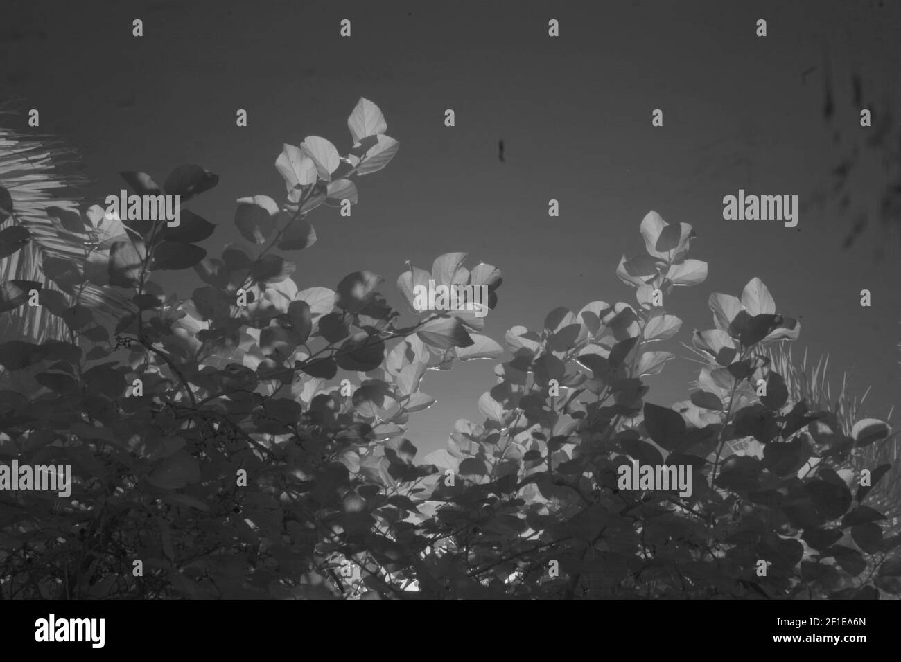 Photographie infrarouge des palmiers de dattes et du feuillage. Banque D'Images