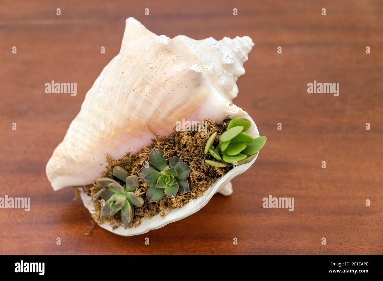 seashell comme pièce maîtresse dans une table de restaurant Banque D'Images