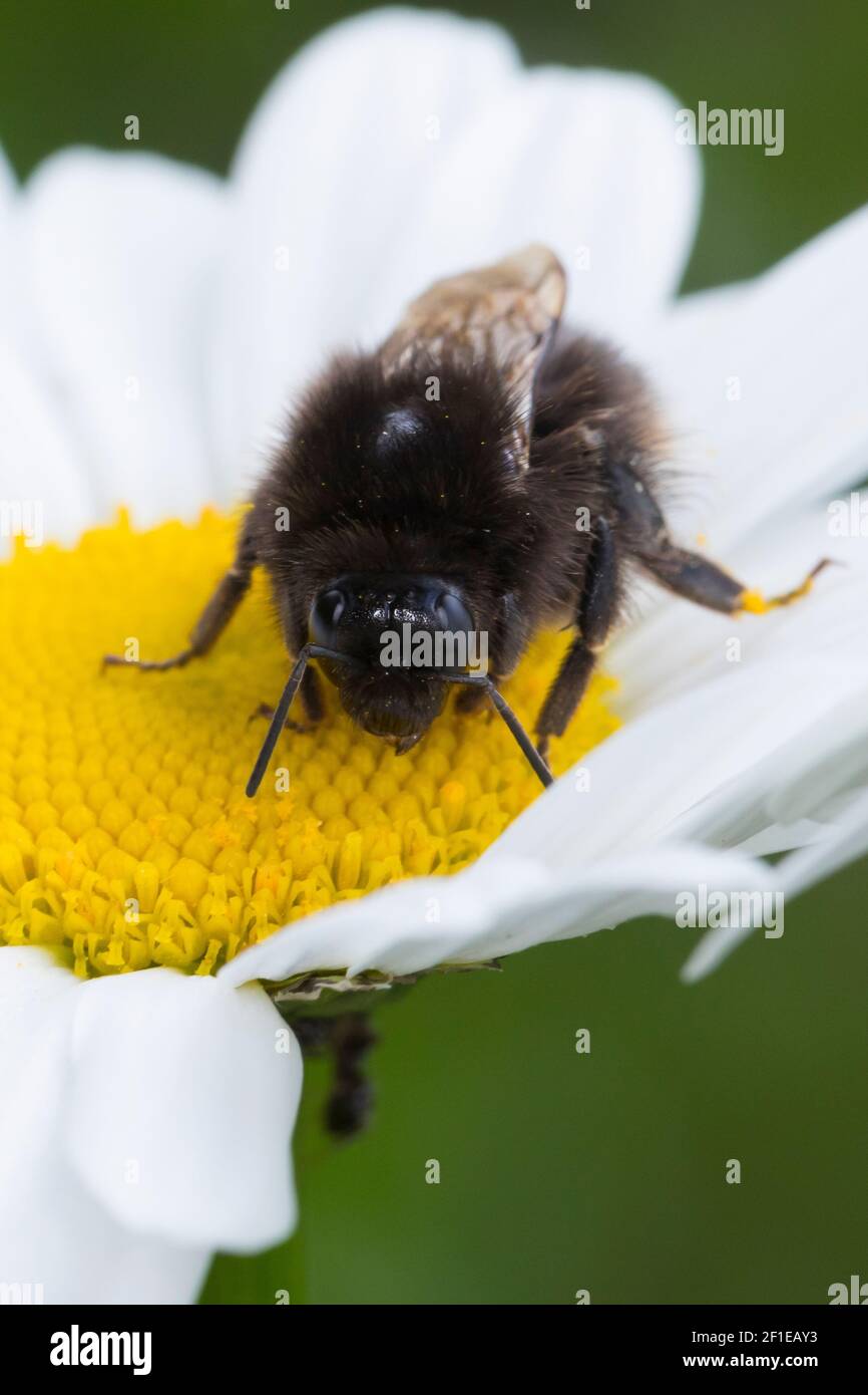 Steinhummel, Stein-Hummel, Bombus lapidarius, Pyrobombus lapidarius, Melanobombus lapidarius, Aombus lapidarius, Weibchen beim Blütenbesuch auf Marger Banque D'Images