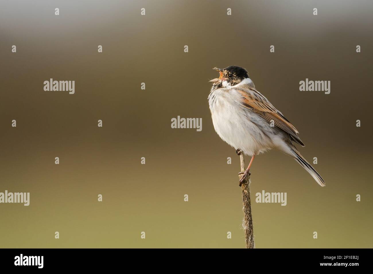 Un mâle Reed Bunting (Un mâle Reed Bunting (Emberiza schoeniclus) chantant d'un roseau. Banque D'Images