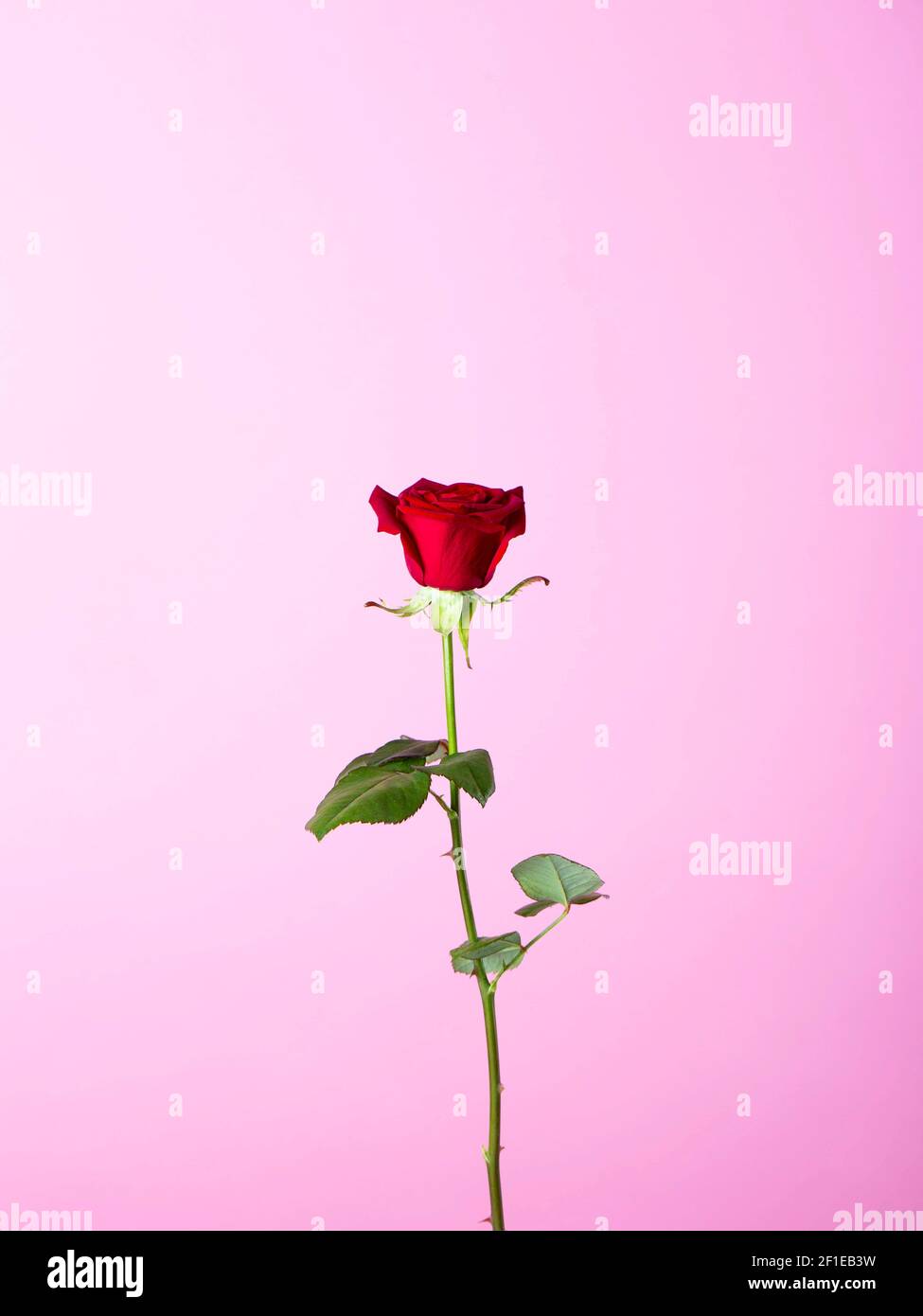 Un front rose d'un fond violet Banque D'Images
