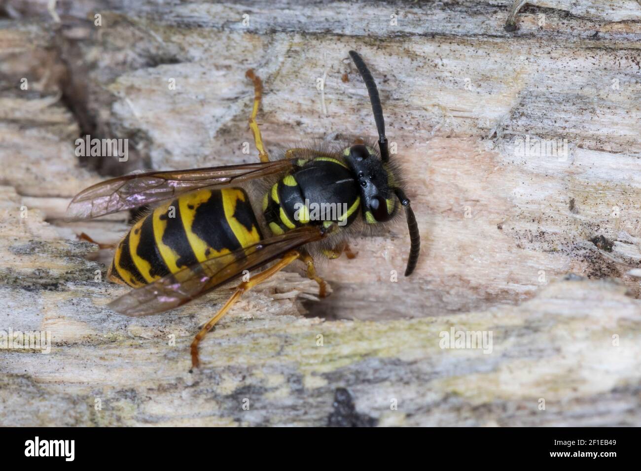 Gemeine Wespe, Gewöhnliche Wespe, Wespe, sammelt Holz zum Nestbau, Vespula vulgaris, Paravespula vulgaris, guêpe commune, guêpe, Blouson jaune commun, la Banque D'Images