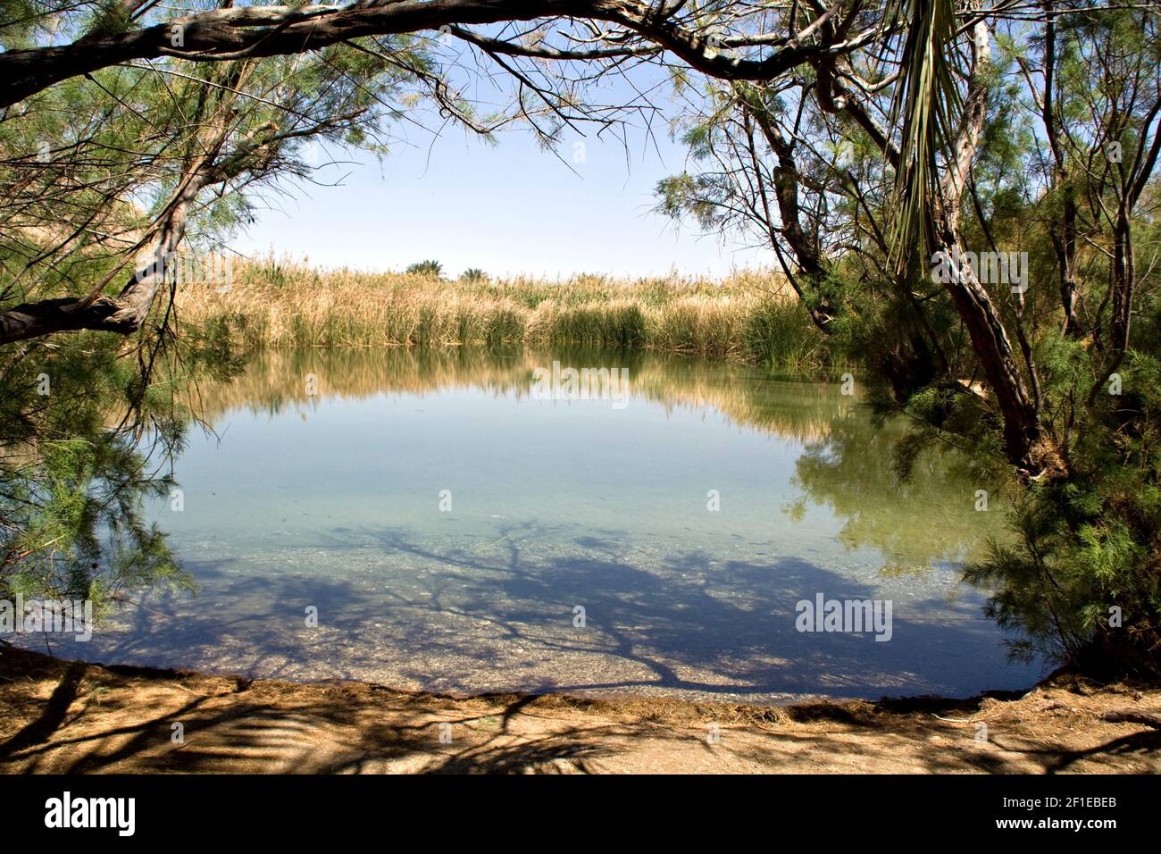 Désert de Judée, Israël, Zokim feshcha Einot (EIN) une oasis du désert en fleurs sur la rive de la Mer Morte Banque D'Images