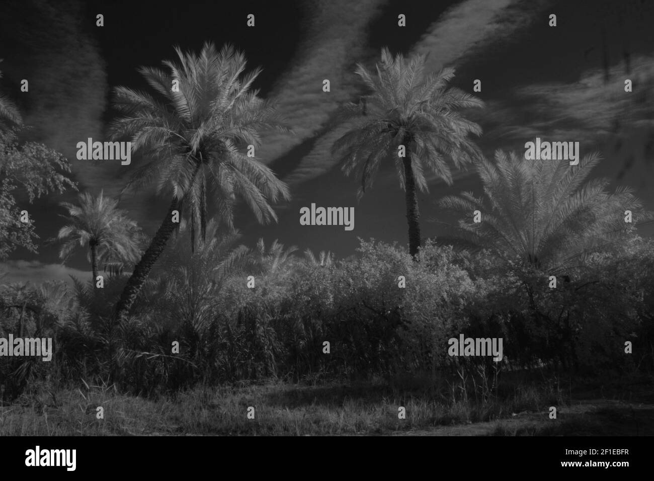 Photographie infrarouge des palmiers de dattes et du feuillage. Banque D'Images