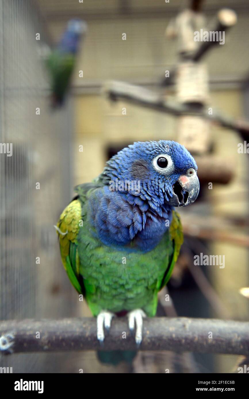 Bosovice, République tchèque. 04e mars 2021. Perroquet à tête bleue, Pionus menstruus, dans le zoo de Bosovice, qui se spécialise dans la reproduction des perroquets, le jeudi 4 mars 2021. Crédit: Vaclav Salek/CTK photo/Alay Live News Banque D'Images