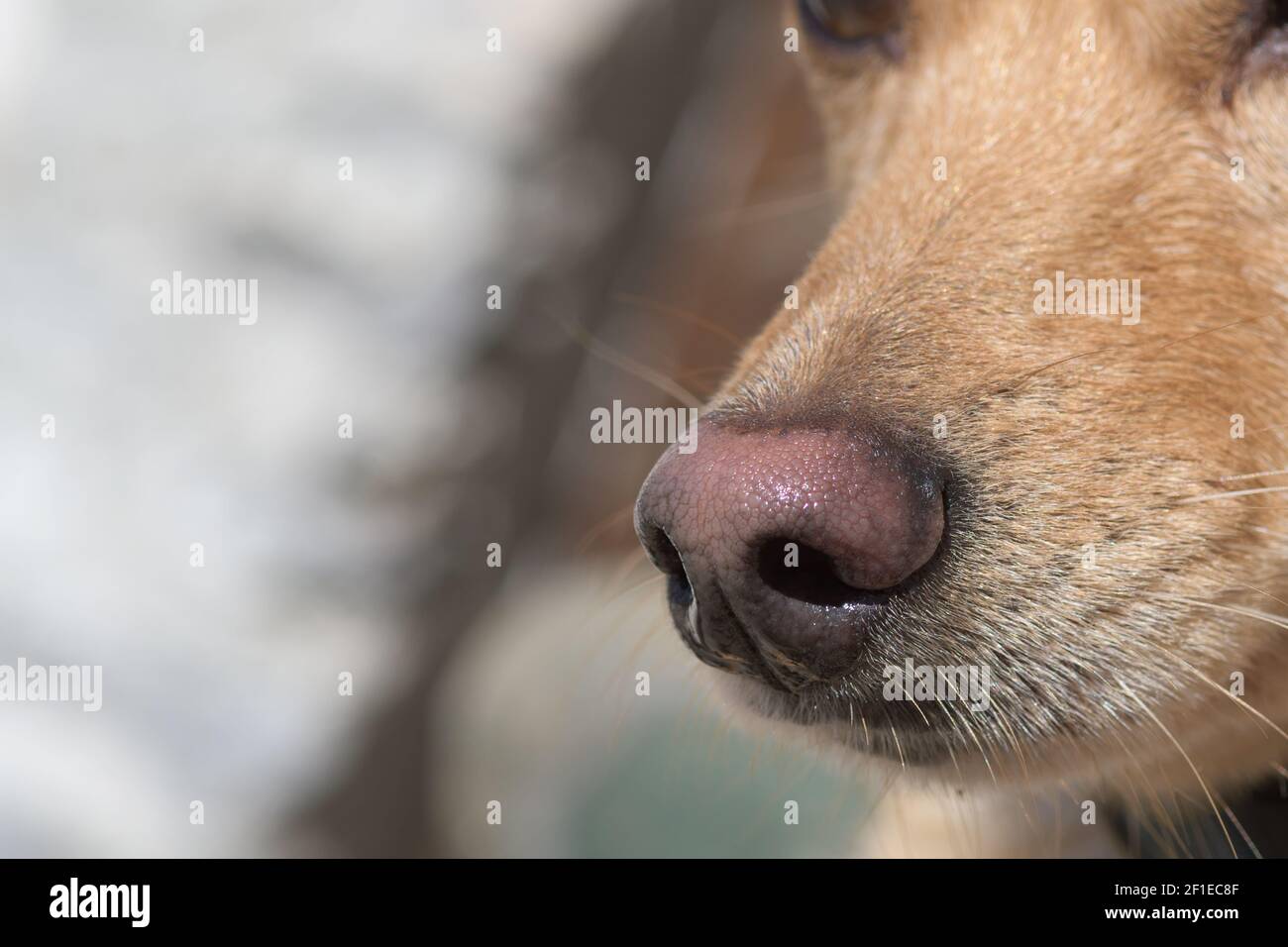 Gros plan sur le nez et le museau du chien brun clair. Dressage de chiens, chien de détection ou chien sniffer, sens et concepts d'odeur. Banque D'Images