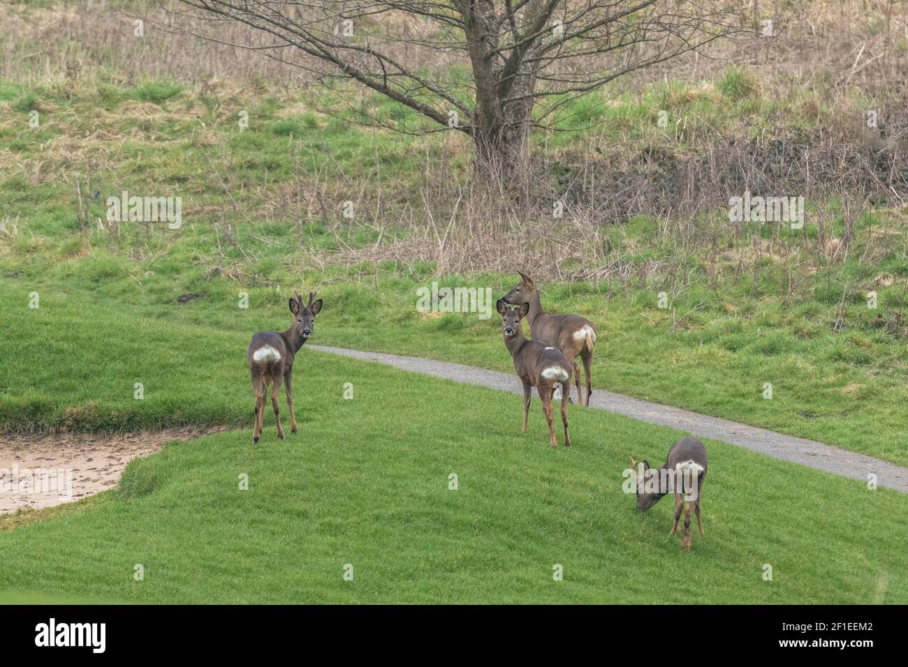 Une famille de cerfs de Virginie (Royaume-Uni) sur un terrain de golf vide pendant la pandémie de coronavirus 2021 lorsque les terrains de golf étaient fermés au public. Banque D'Images