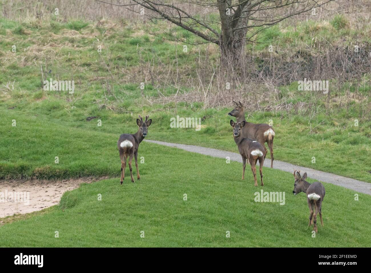 Une famille de cerfs de Virginie (Royaume-Uni) sur un terrain de golf vide pendant la pandémie de coronavirus 2021 lorsque les terrains de golf étaient fermés au public. Banque D'Images