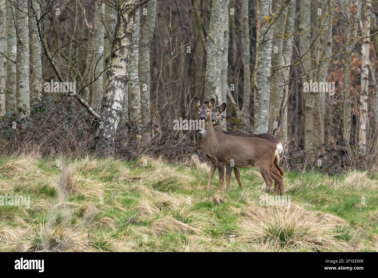 Une paire de chevreuils (royaume-uni) devant des bouleaux argentés. Banque D'Images