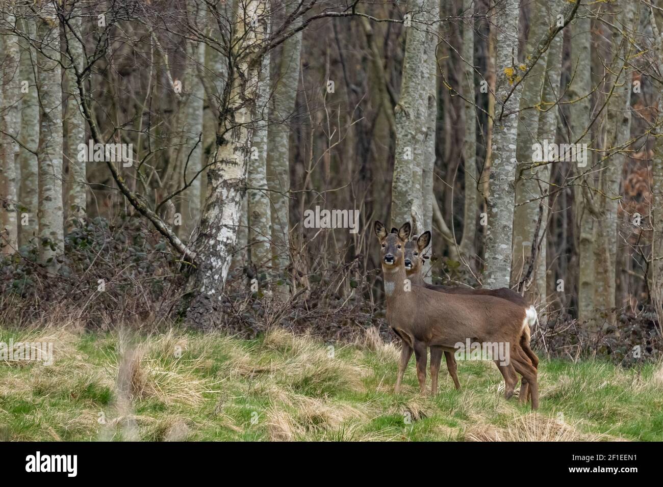 Une paire de chevreuils (royaume-uni) devant des bouleaux argentés. Banque D'Images
