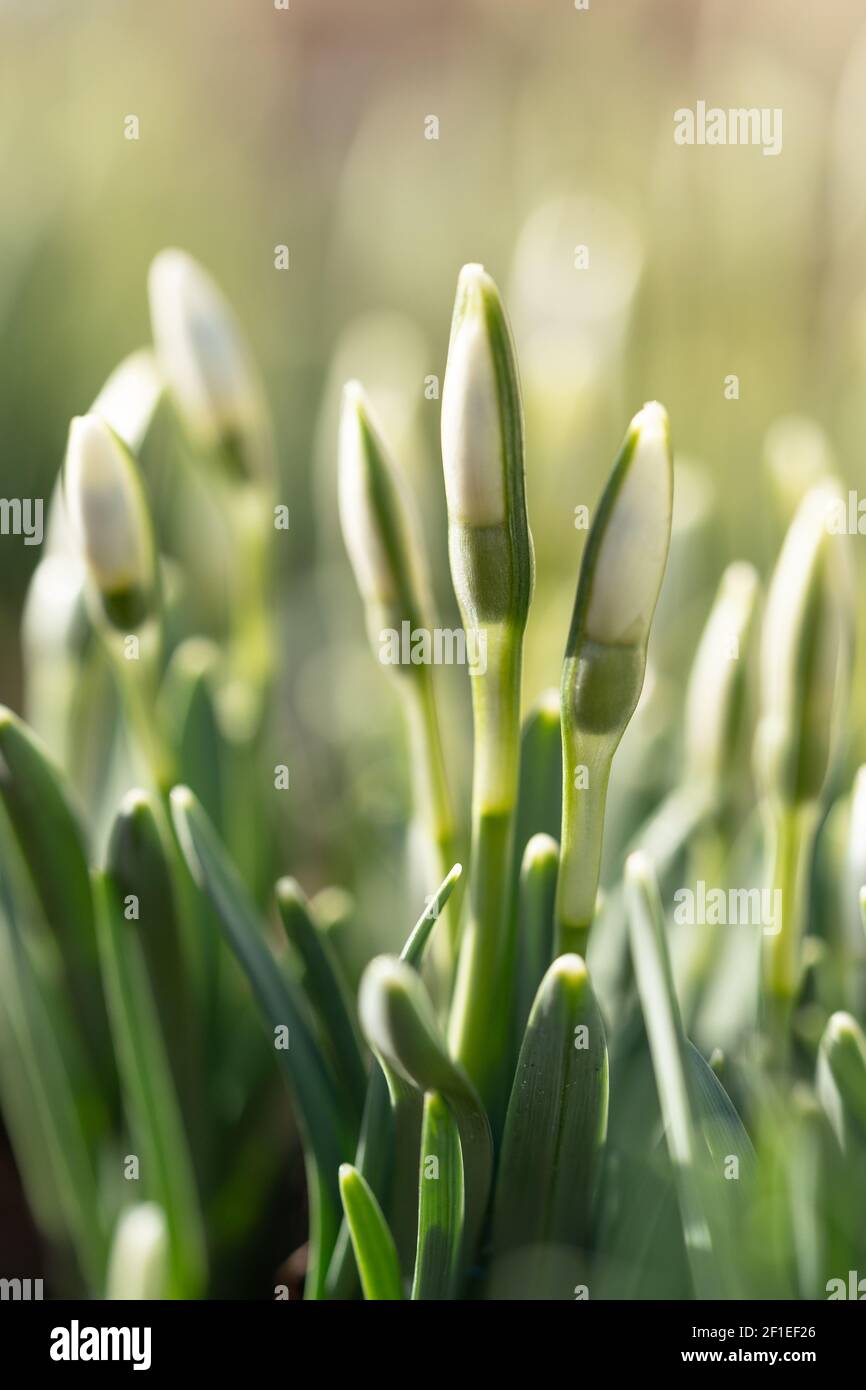 Délicate Snowdrop Galanthus nivalis avec des bourgeons non soufflés en journée ensoleillée, photo macro. Printemps. Banque D'Images