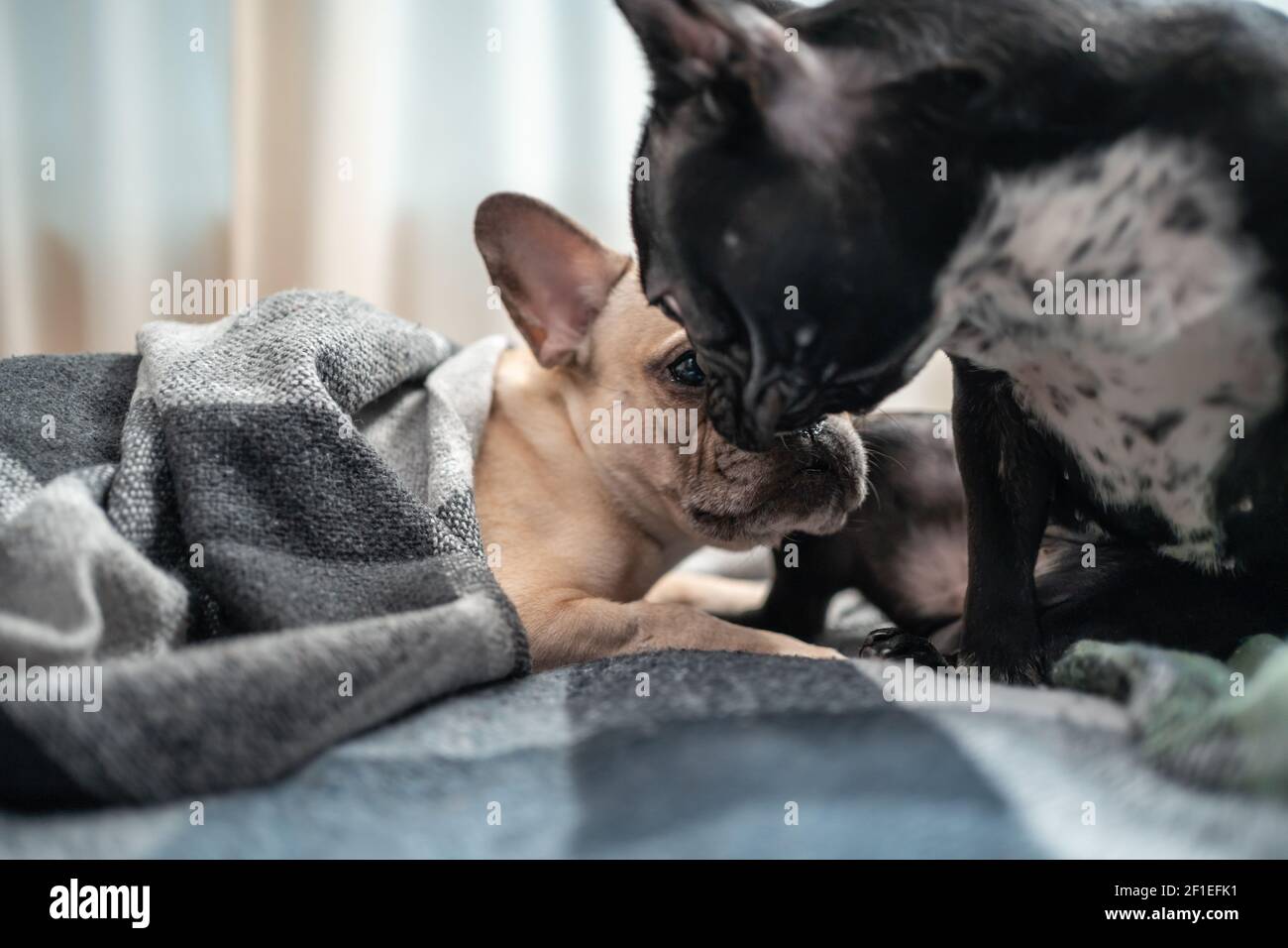 gros plan de couple chiens boudogs français adorables s'embrassant et se reposant sur le canapé à la maison Banque D'Images