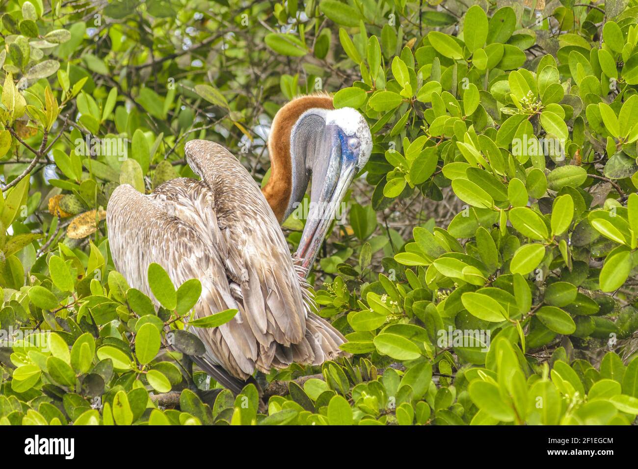 Big Pelican à Tree, Galapagos, Equateur Banque D'Images