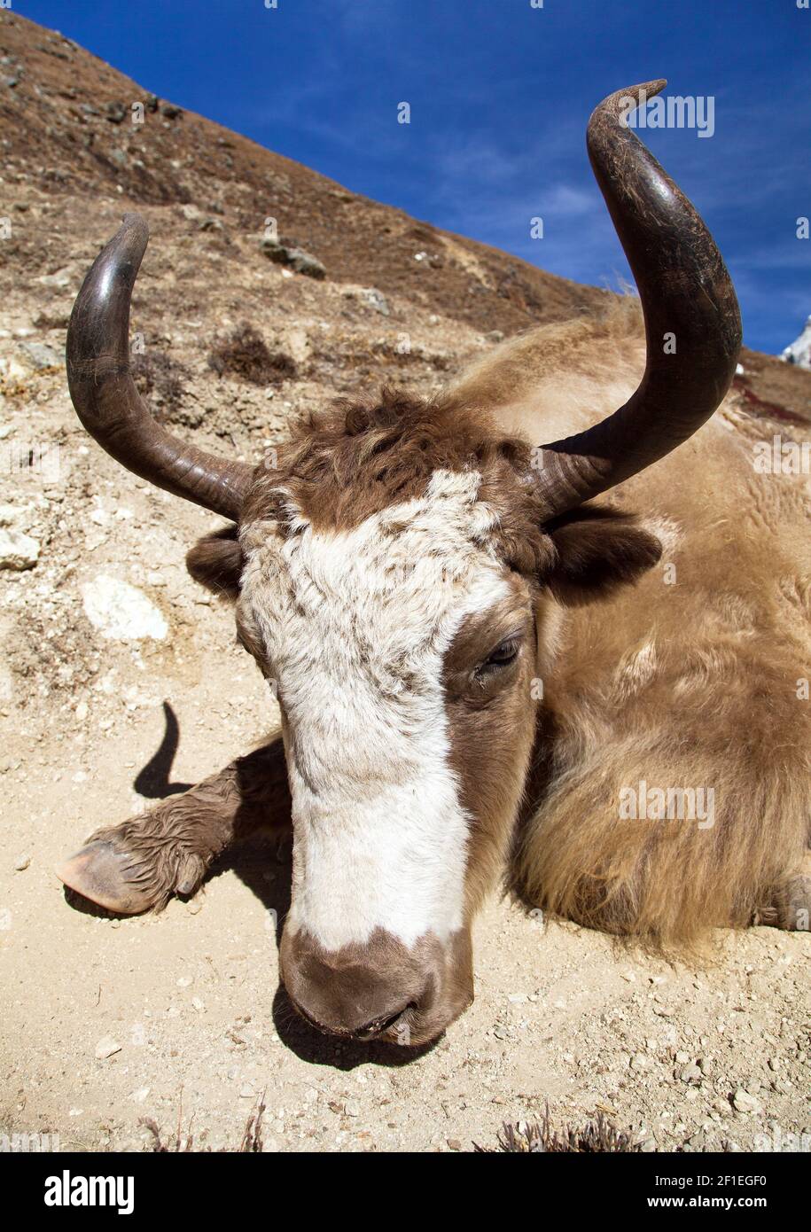 Yak sur le chemin du camp de base de l'Everest (BOS grunniens ou Bos mutus) - montagnes himalayas du Népal Banque D'Images Yak sur le chemin du camp de base de l'Everest (BOS grunniens ou Bos mutus) - montagnes himalayas du Népal Banque D'Images
