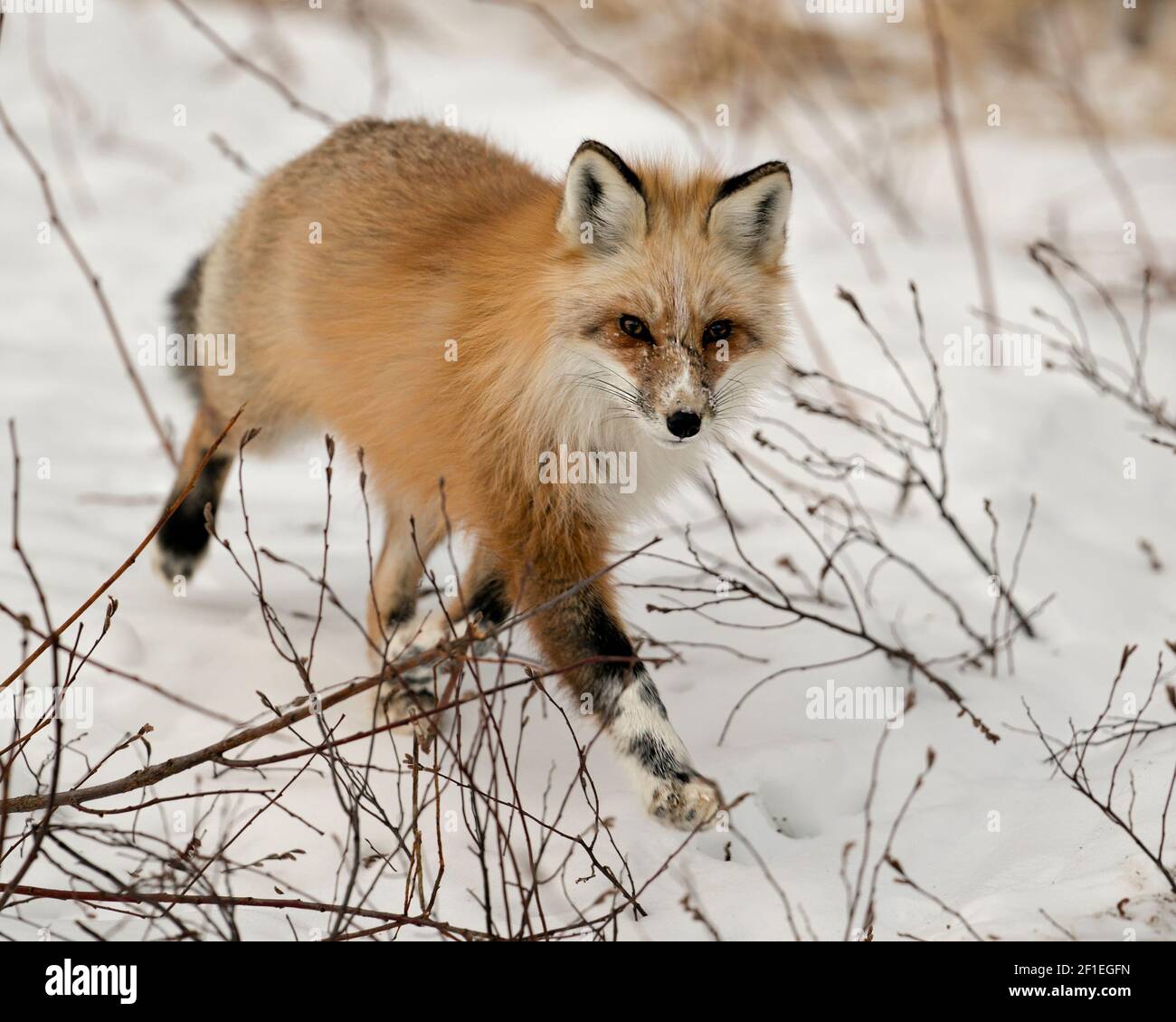 Profil de renard unique rouge en gros plan marchant vers vous et regardant l'appareil photo en hiver dans son environnement avec un fond de neige flou. Fox image. Banque D'Images