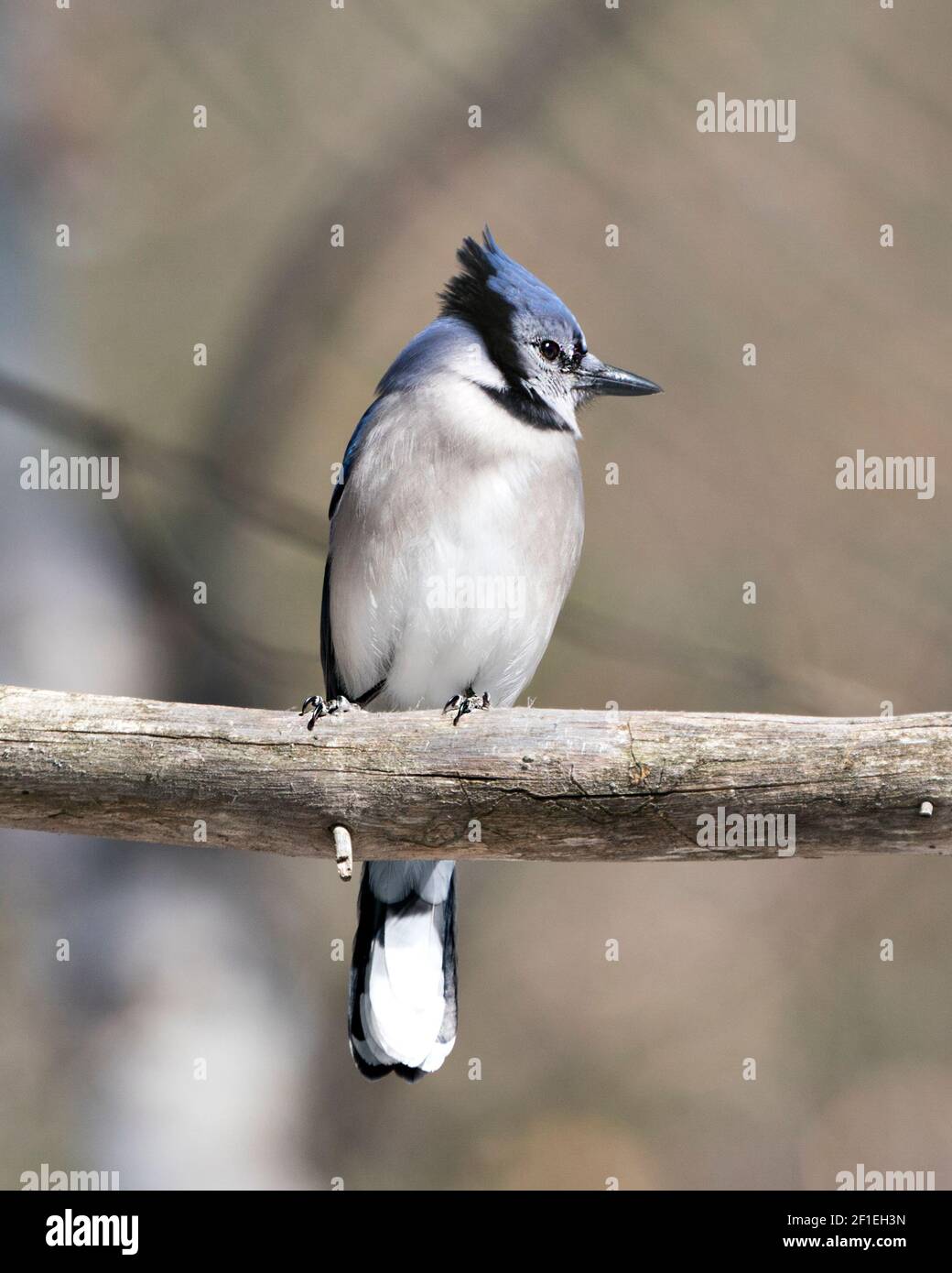 Vue en gros plan du geai bleu perchée sur une branche avec un arrière-plan flou dans l'environnement forestier et l'habitat regardant sur le côté droit. Image. Banque D'Images