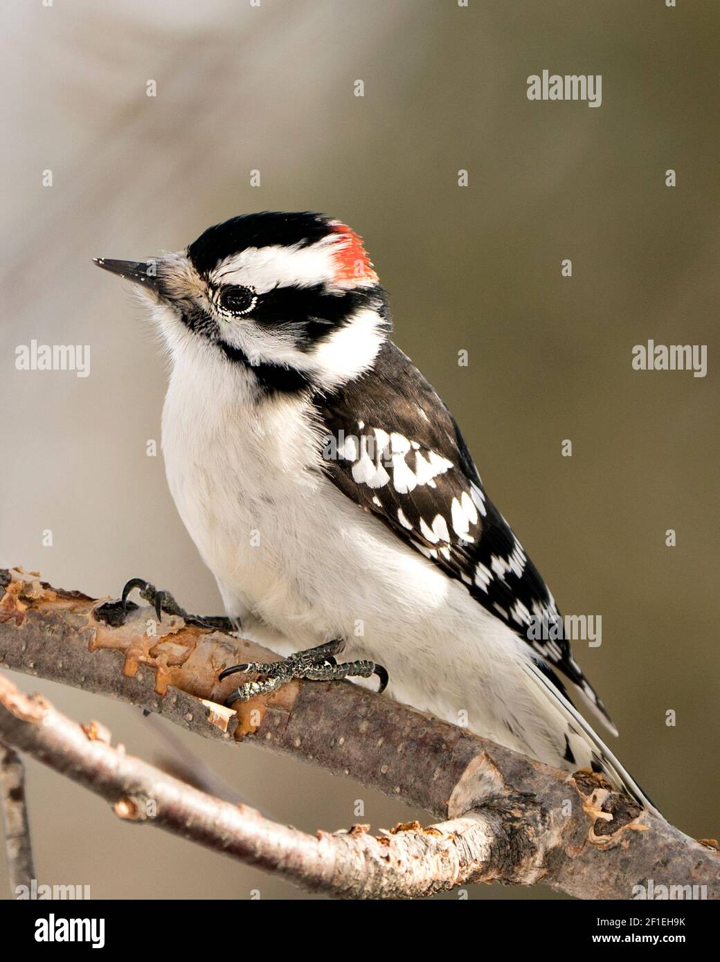 Gros plan pic perchée sur une branche affichant un plumage de plumes dans son environnement et son habitat dans la forêt avec un arrière-plan flou. Banque D'Images