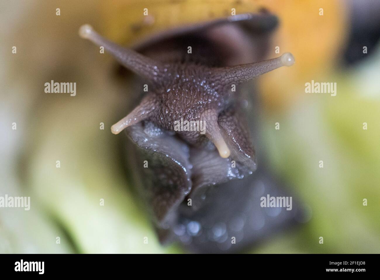 Bouche des parties d'un escargot géant de la terre africaine Banque D'Images