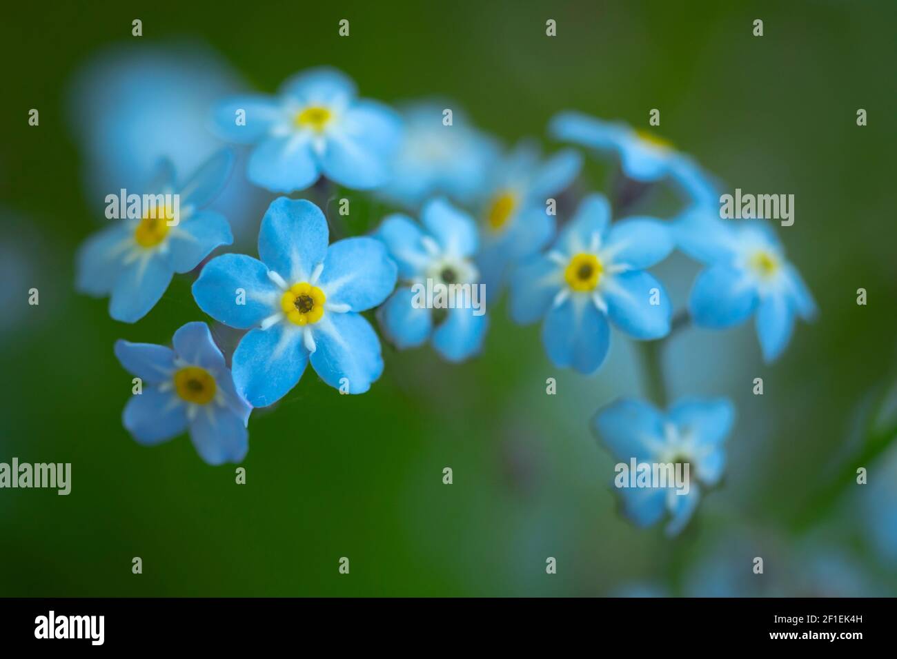 Forget-me-not (Myosotis sp.) grappe de fleurs, en croissance dans le jardin, Somerset, Royaume-Uni, mai 2020. Banque D'Images