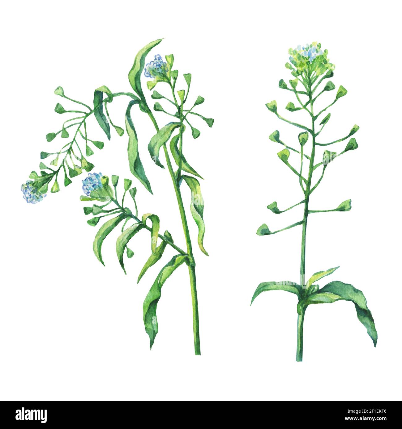 Porte-monnaie de Shepherd (Capsella bursa-pastoris), plante à fleurs blanches. Aquarelle dessinée à la main sur fond blanc. Banque D'Images
