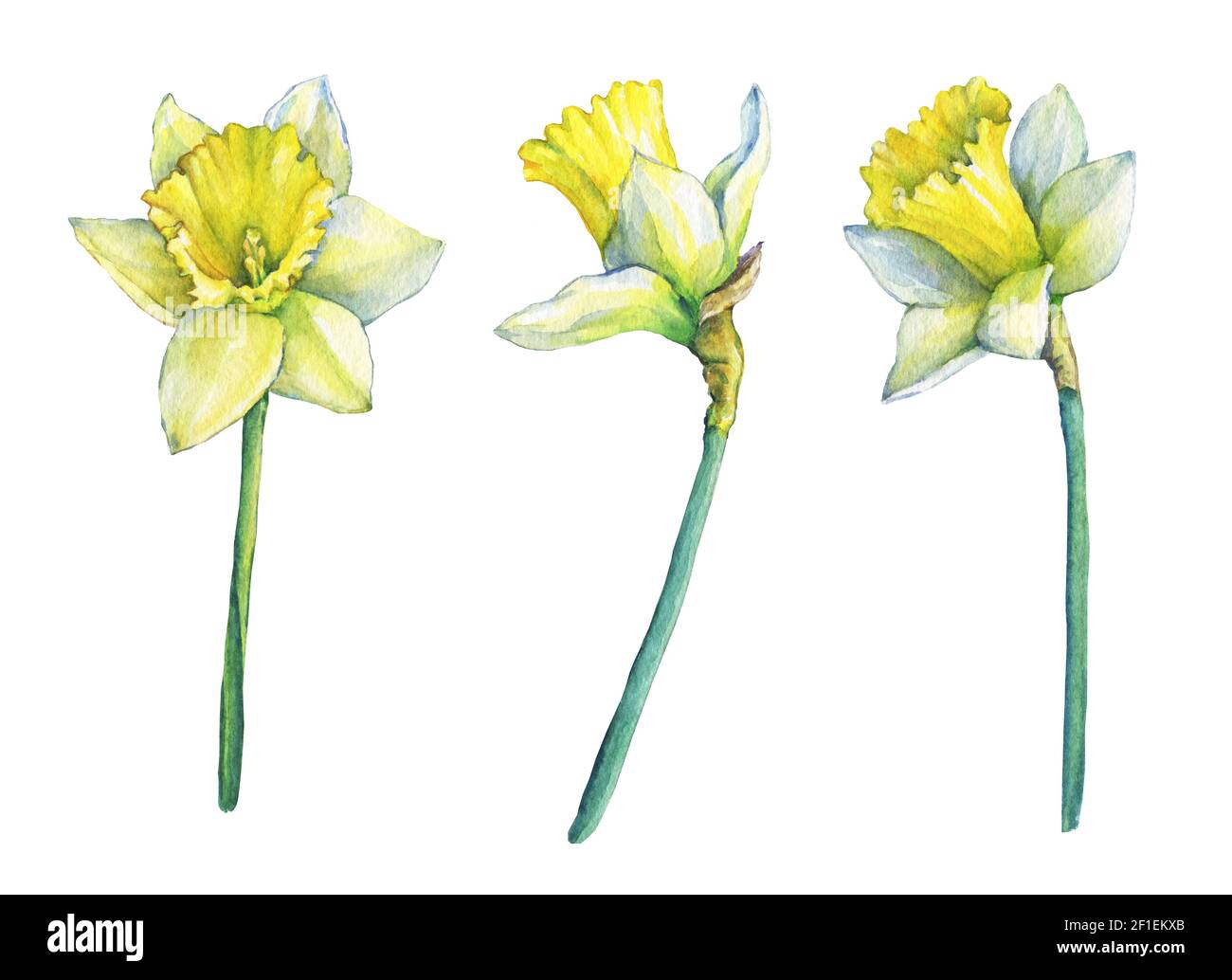 Narcisse (noms communs daffodil), plante à fleurs jaunes. Aquarelle dessinée à la main sur fond blanc. Banque D'Images