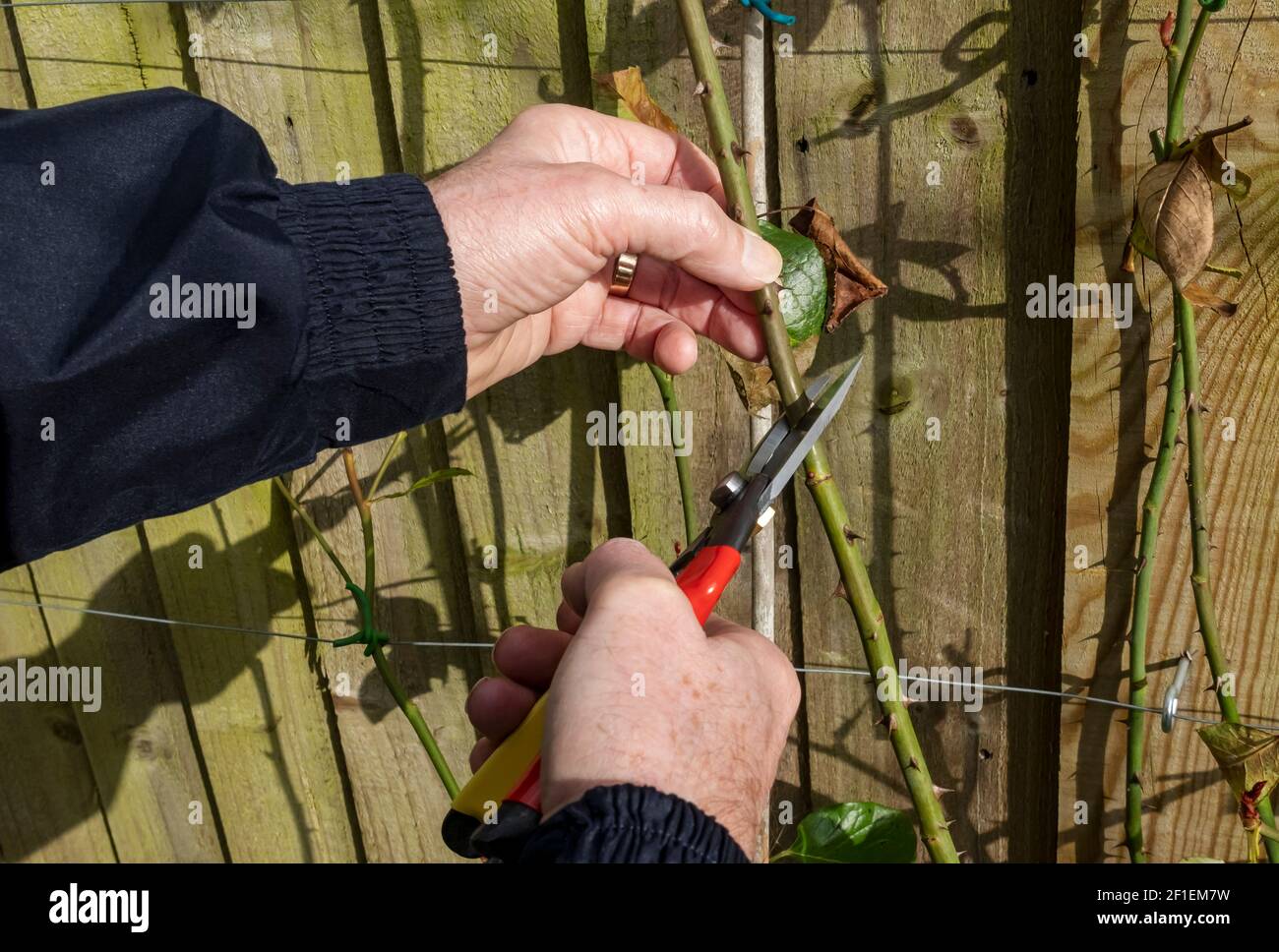 Gros plan de l'homme personne jardinier élagage escalade rose avec sécateurs dans le jardin à la fin de l'hiver Angleterre Royaume-Uni Royaume-Uni Grande-Bretagne Banque D'Images