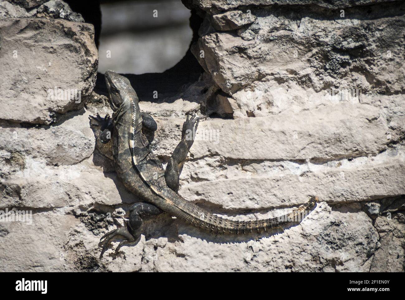 Ctenosaura similis Banque D'Images